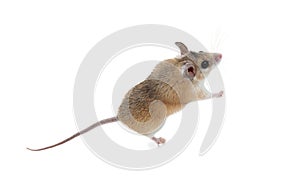 Small cute spiny mouse on white background