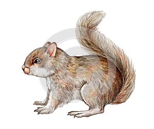 Small cute squirrel realistic illustration. Funny tiny rodent with fluffy fur. Hand drawn forest and park tree wild