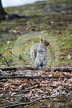 A small cute squirrel standing on a tree branch in a park