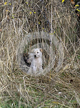 small cute stray  dogs pet in nature. Homeless and hungry dogs stray puppy in the field