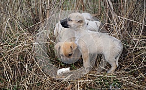 small cute stray  dogs pet in nature. Homeless and hungry dogs stray puppy in the field