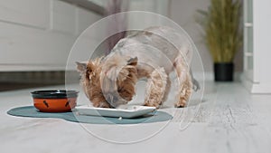 small cute terrier eating dog food from bowl, concept of online shop delivery for pets. Pet after surgery with scars