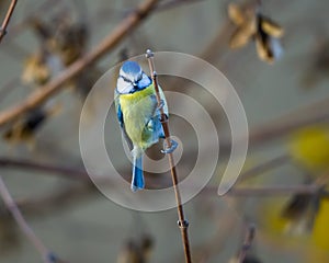 Small cute titmouse on the branch close up