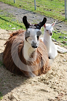 Small cute white baby llama with his brown mother