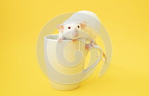 Small cute white dumbo rat