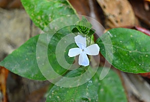 Small Cute White Flower with Green Leaves - Simplicity and Purity