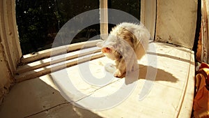 Small cute white kitty is licking carefully itself long time on wooden windowsill of country house sunny day summer