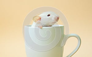 Small cute white mouse in a cup