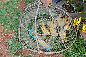 Small cute yellow ducks babies being captured in a coop with foo
