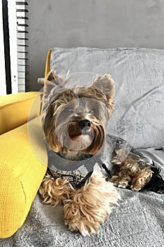 a small cute Yorkie dog sits on the sofa and looks up