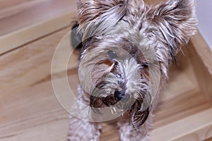 Small cute Yorkie dog on wooden stairs