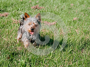 Small cute Yorkshire terrier dog on green grass in a field of a park. Walking pet concept. Animal care and wellbeing. Warm sunny