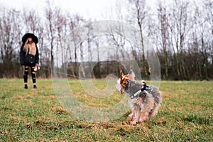 Small cute Yorkshire terrier in focus in foreground on a green grass field in a park, young teenager girl with blond hair out of