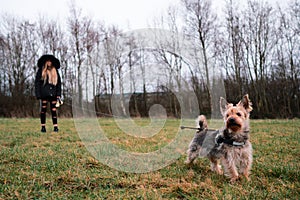 Small cute Yorkshire terrier in focus in foreground on a green grass field in a park, young teenager girl with blond hair out of