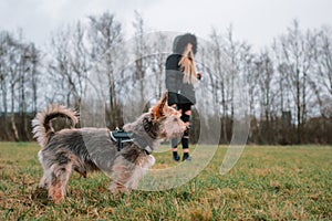 Small cute Yorkshire terrier in focus in foreground on a green grass field in a park, young teenager girl with blond hair out of