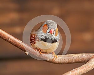 Small cute Zebra Finch, Taeniopygia guttata, perched on branch looking towards left