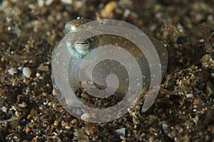 Small cuttlefish, almost transparent, on the sandy bottom.