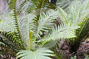 Small cycads