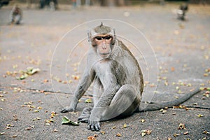 A small cynomolgus monkey in the rainforest holding food looking at the