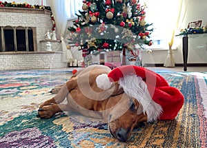 Small dachshund dog in a red Santa Claus's hat on the background of a decorated Christmas tree