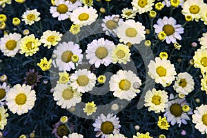 Small daisies flowers background with vivid colors