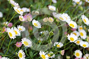 Small daisies in multicolored flowers with a yellow heart