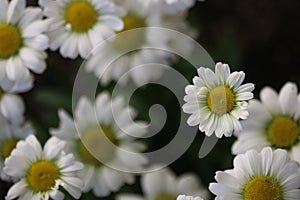 Small Daisy