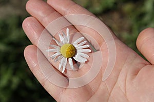 Small Daisy flower on female palm