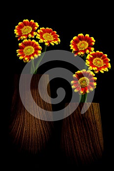 Small daisy flowers in two brown vases on black background