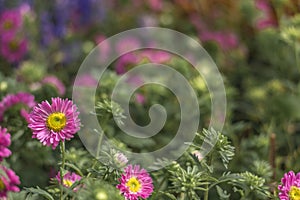 Small Daisy / Sunflower with blurred Garden background