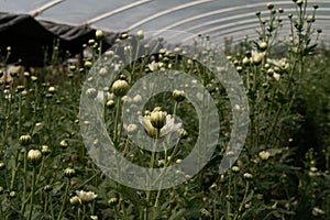 Small dandelion flower in high green grass field nature white