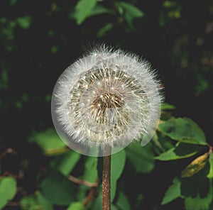 Small dandelion in the spring meadow
