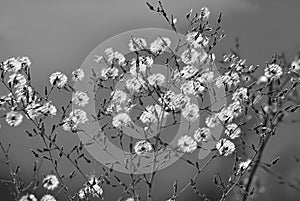 Small dandelions of a wild perennial growing