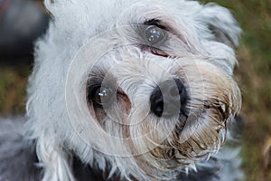 Small Dandie Dinmont Terrier looking up at camera