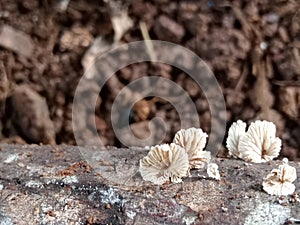 A small but dangerous mushroom