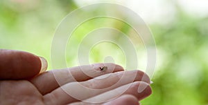 He is small but dangerous