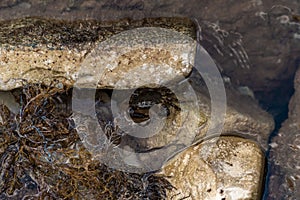 A small dark crab crawls on a log washed up on the Black Sea shore