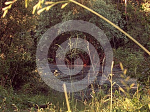 A small dark dark mysterious fairy-tale forest lake with mud, framed by summer green grass