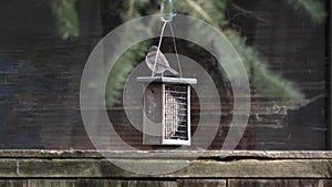 Small dark eyed junco bird sitting on feeder