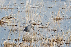 Slaty Egret in Floodplain