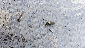 A small, dark green, blackish leaf caterpillar perched on the gray cement floor