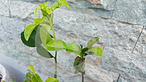 Small, dark green, blackish leaf caterpillars perched on green leaves eat plant leaves