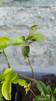 Small, dark green, blackish leaf caterpillars perched on green leaves eat plant leaves