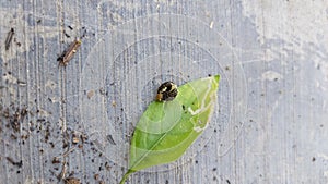 Small dark green blackish leaf caterpillars perched on green leaves eating leaves on the gray cement floor