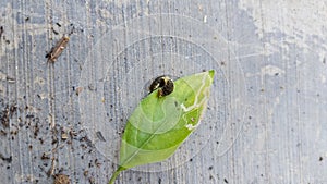 Small dark green blackish leaf caterpillars perched on green leaves eating leaves on the gray cement floor