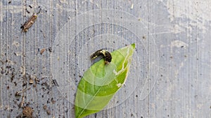 Small dark green blackish leaf caterpillars perched on green leaves eating leaves on the gray cement floor