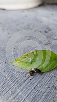 Small dark green blackish leaf caterpillars perched on green leaves eating leaves on the gray cement floor