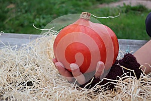 A small dark orange pumpkin on the palm of a hand in a purple glove