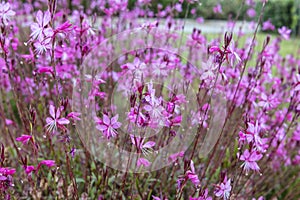 Deep pink flowers of Gaura Belleza close-up. photo