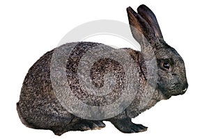 Small dark rabbit isolated on white